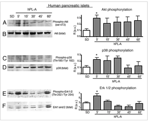 Figure 4. Western blot analysis of proteins involved in the signal transduction pathway induced by hPL-A in human pancreatic islets