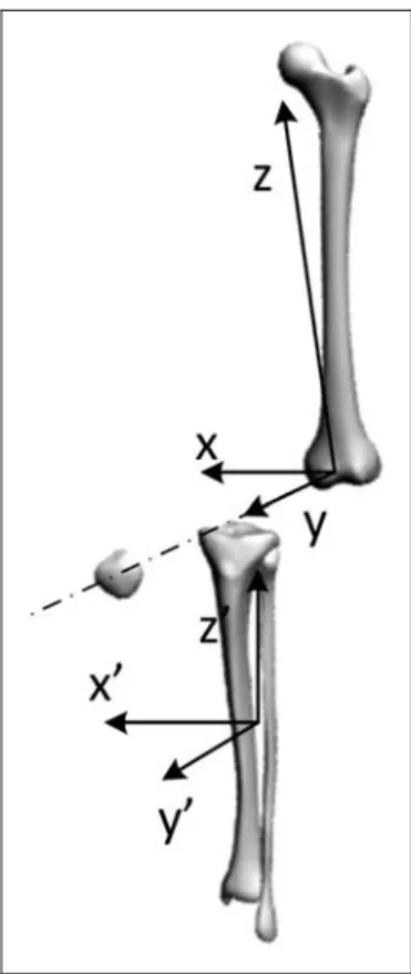Figure 3. CAD model view of a knee joint.