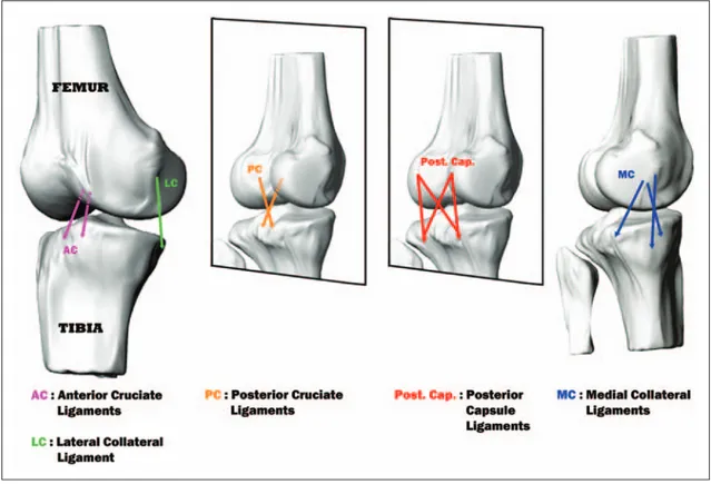 Table 1. Local attachment coordinates and material properties of the ligamentous structures of the Abdel-Rahaman and Hefzy model.