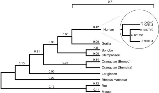 Fig. 1. Phylogenetic tree of the SSADH sequence obtained by maximum parsimony and neighbor joining on the matrix of  Kim-ura two-parameter distances