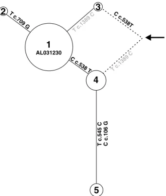 Fig. 2. Unrooted tree for haplotypes deﬁned by ﬁve coding SNPs in humans. Numbers at each node correspond to haplotypes as in Table 2b