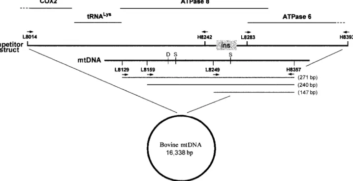 FIGURE 1. Structure of the bovine mtDNA competitor construct containing the 22-bp insertion (boxed)