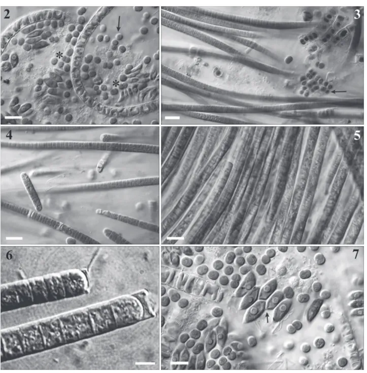 Figs 2 –7. Light micrographs of the main phototrophs composing cultured bioﬁlms. Fig. 2