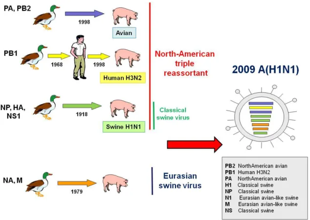 Figure 8 summarizes the host and lineage origins for the gene segments of the  2009 A/H1N1 virus