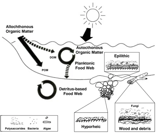 Figure 1.4. Schematic representation of riverine particulate (POM) and dissolved  (DOM) organic matter cycling