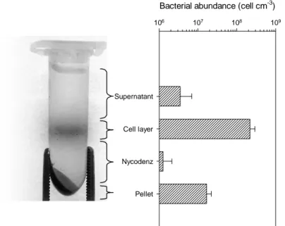 Figure 3.1.2. Phase separation of bacterial cells by Nycodenz gradient centrifugation