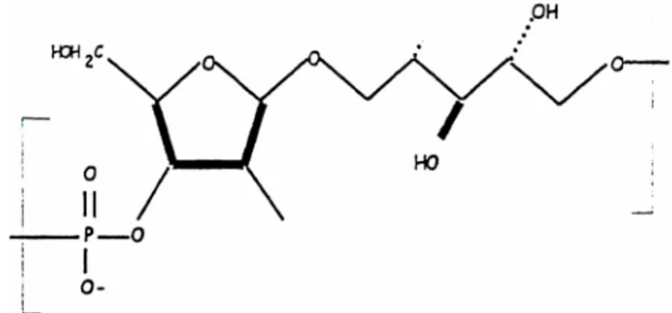 Figure 2. H.  influenzae  type  b  D-ribose-ribitol-phosphate  (PRP) (Lindberg A.A., 1999)