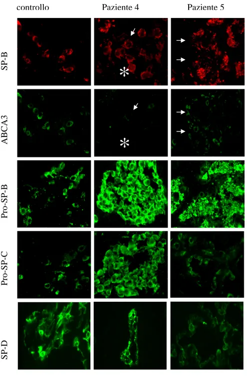 Figura 12: Immunofluorescenza. 