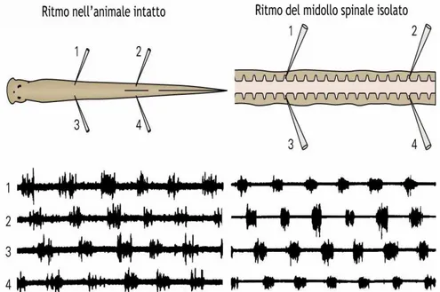 Figura 1.25: Schema di registrazioni elettromiografiche ottenute in quattro siti del cor- cor-po integro (sinistra) e da quattro radici spinali di un midollo isolato di una lampreda (destra).(Modificata da Grillner et al