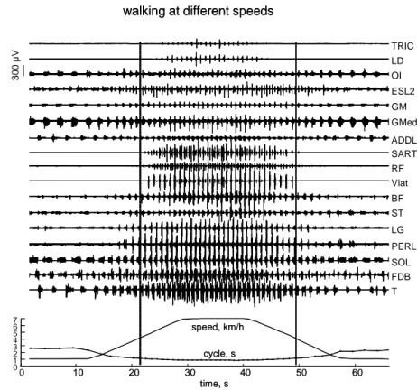Figura 1.27: Attivit`a EMG al variare della velocit`a di progressione che cambia lenta- lenta-mente (attraverso una funzione rampa) in un soggetto rappresentativo