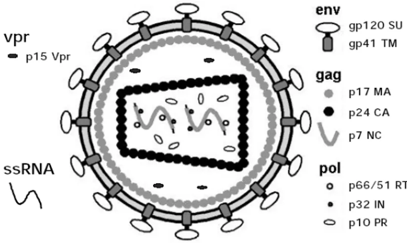 Figure 1.1. HIV-1 mature virion structure. Modified from WebPath resource collection (Klatt, 2000)