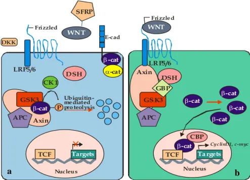 Figure 5. Wnt/ β-catenin pathway scheme in: a) normal cellular              condition and b) in tumoural cellular condition