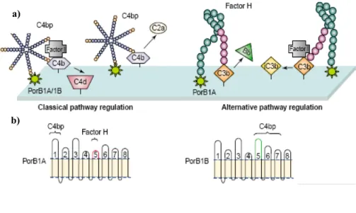 Figure 4. Picture showing the role of porin in complement regulation on the surface of N