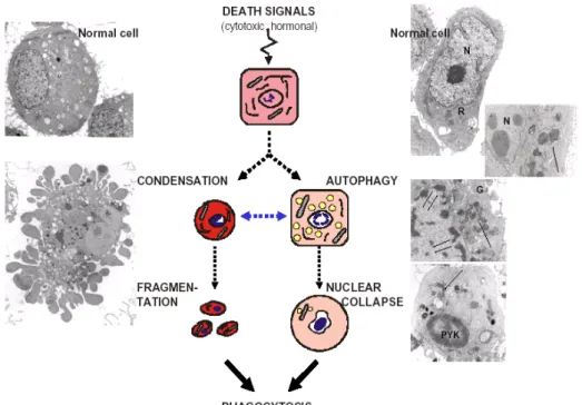 Figura IV. Schematizzazione delle due vie di morte cellulare PCD. 