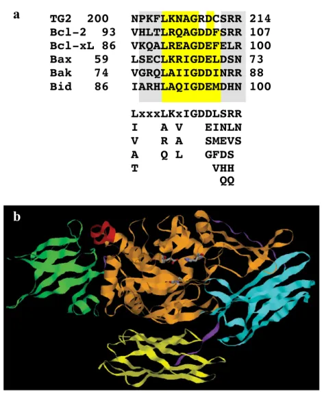 Figura 1. (a) Allineamento di sequenza tra il dominio BH3 della TG2 e quello della famiglia  Bcl-2