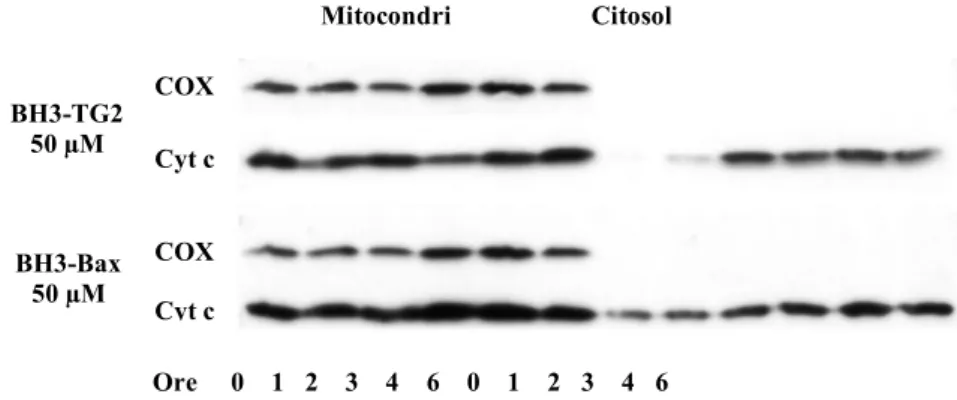 Figura  5.  Analisi  mediante  WB  del  rilascio  di  cyt  c  nelle  cellule  SK-n-BE,  trattate  con  i  peptidi  ai  tempi  indicati