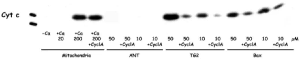 Figura 6. Analisi mediante WB del rilascio di cyt c dai mitocondri isolati dalle cellule SK- SK-n-BE, trattati con i peptidi (10 µM e 50 µM) con e senza CsA (5 µ/ml)