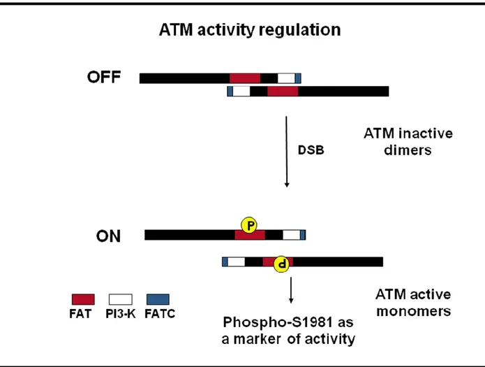 Fig. 4. Model of ATM activation. In unstressed cells, the ATM kinase forms dormant dimers, distributed throughout the  nucleus