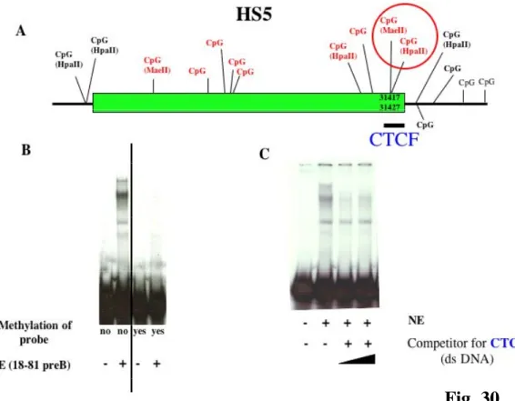 Fig.  30  EMSA  shows  CTCF  binding  to  unmethylated  HS5.  A)  Schematic  map  of  HS5 and location of studied CpGs