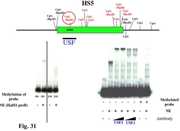 Fig. 31 EMSA shows USF binding to unmethylated HS5. A) Schematic map of HS5  and location of studied CpGs