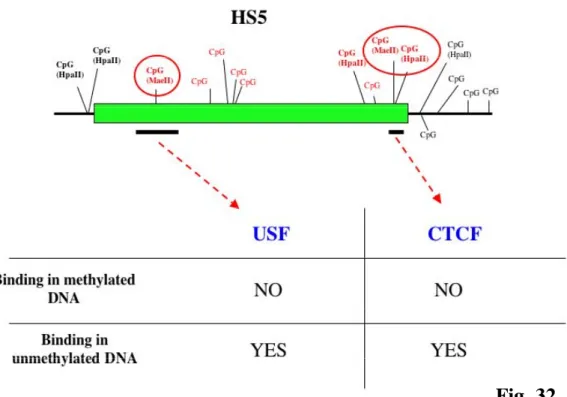 Fig. 32 Binding site regions influenced by DNA methylation in HS5. In vitro DNA  methylation prevents the binding of USF proteins and CTCF