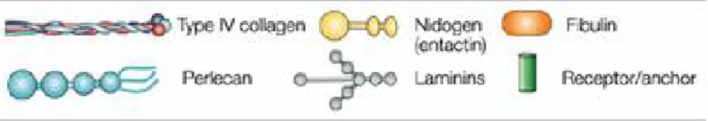 Figure 2: Glycoprotein composition of the BM structure. Type IV of collagen protomers,  nidogen/entactin complex, fibulin, perlacan, laminin polymers