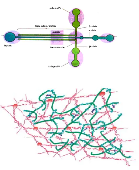 Figure 5: Laminin structure and type IV of collagen network on basement  membrane. 