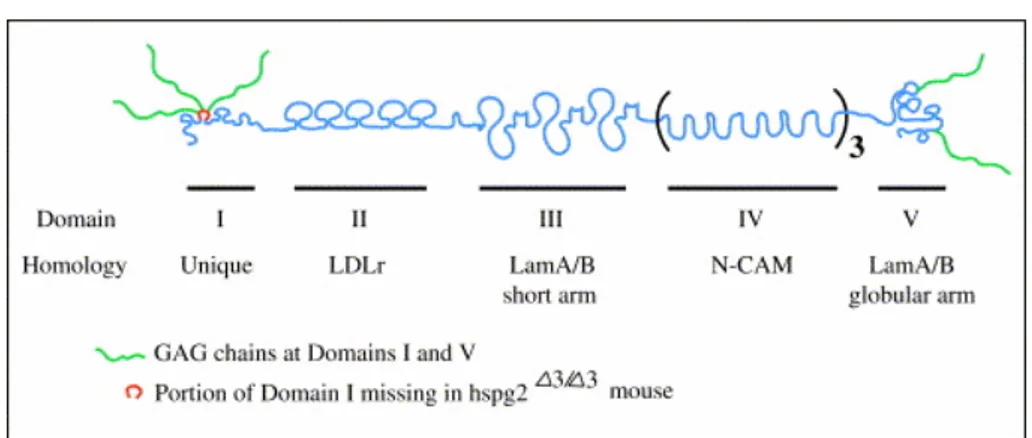 Figure 6: Perlecan core protein: determined domain structure and GAG attachment. 