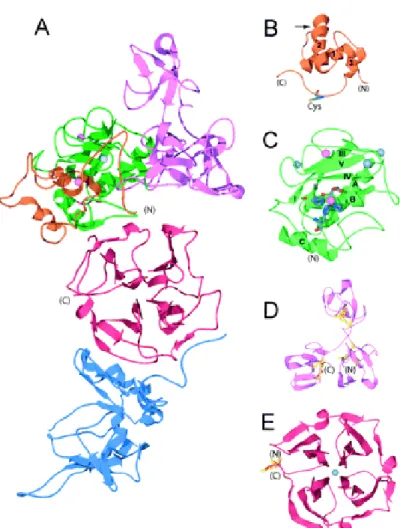 Figure 11. 3D structure of MMPs: ribbon diagram of MMP structures. A) proMMP-2- proMMP-2-TIMP2 complex (1GXD) is shown