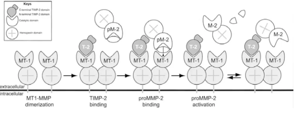 Figure 16. Model of proMMP-2 activation by MT1-MMP and TIMP-2. active MT1-MMP  (MT-1) on the membrane binds a molecule of TIMP-2 through its hemopexin-like domain