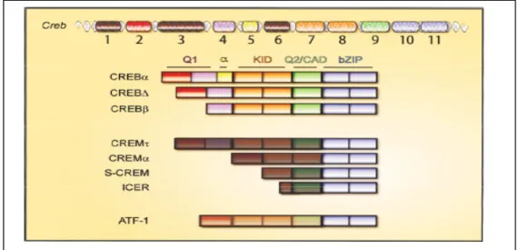 Fig.  5.  Organizzazione  del  gene  e  struttura  del  dominio  dei  fattori  della  famiglia  di  trascrizione della CREB (Lonze BE, 2002)