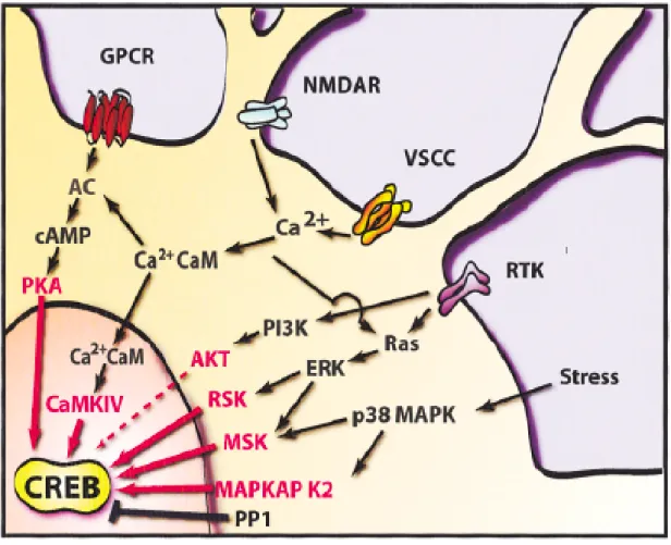 FIG 6. Vie di attivazione della CREB 