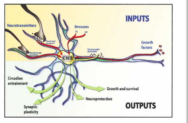 Fig. 8. L’espressione genica CREB dipendente è critica per varie funzioni dello sviluppo del  sistema nervoso centrale (da Lonze e Ginty, 2002 )