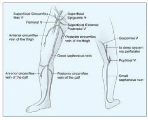 Figure  5.  Frontal  and  posterior  diagrams  of  the  lower  extremity  demonstrating  the  great  and  small  saphenous veins and their named tributaries