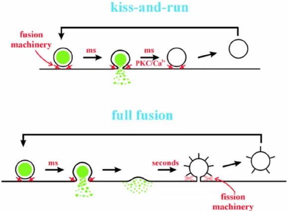 FIG 11: Due modelli di eso-endocitosi, che enfatizzano la differenza  molecolare e temporale dei meccanismi alla base della classica teoria  endocitotica di “full fusion” e quella del “kiss and run” (Burgoyne and de  Toledo, 2000)