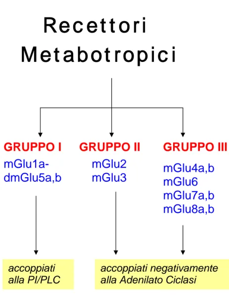 FIG 12: Schema  riassuntivo delle famiglie dei recettori metabotropici del  glutammato