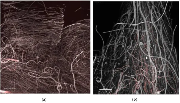 Figure 11. CLSM 3D recontructions of biofilm at mature phases showing layering of oriented,  filamentous cyanobacteria (brighter autofluorescence at filament apex is possibly due to a light  stimulus response) in (a) and occasional observation of loosely a