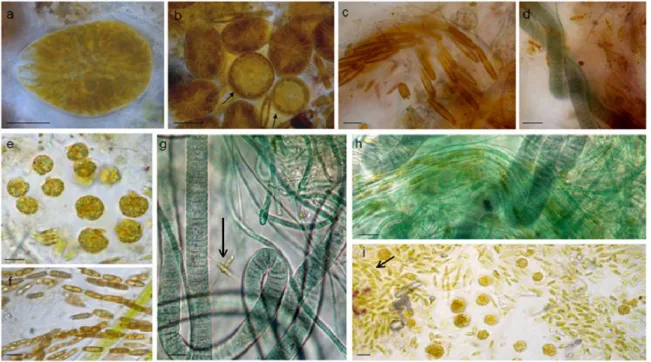 Figure 4. Microcosm lane with bottom slides colonised by biofilm. Coverage is patchy and differently  pigmented portions are visible