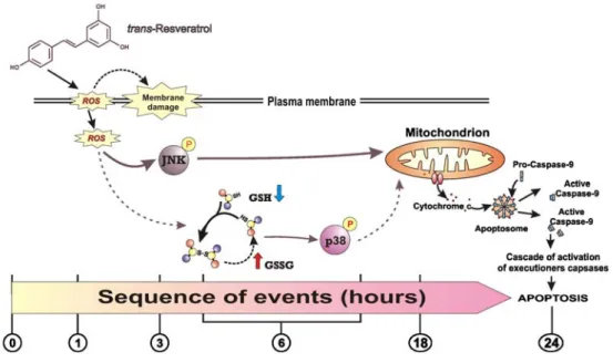Fig. 7 Scheme of MAPK- MAPK-mediated pathways downstream of trans-resveratrol treatment
