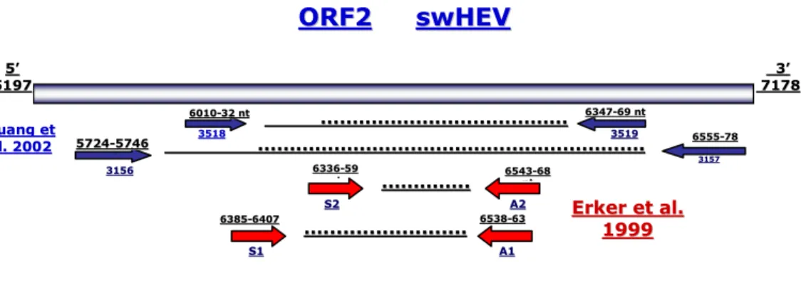 Table 3.3.2 Full length HEV ORF2 showing where the set of primers: S1/A1; S2/A2  (Erker  et  al.,  1999);  3156/7;  3158/9  (Huang  et  al.,  2002)  anneals  to  the  DNA  sequence in PCR and nested-PCR