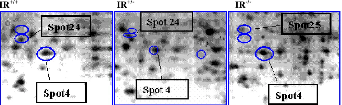 Figura 13. Ingrandimenti degli spot relativi alle proteine ottenute dall’analisi 2D gel (Fig