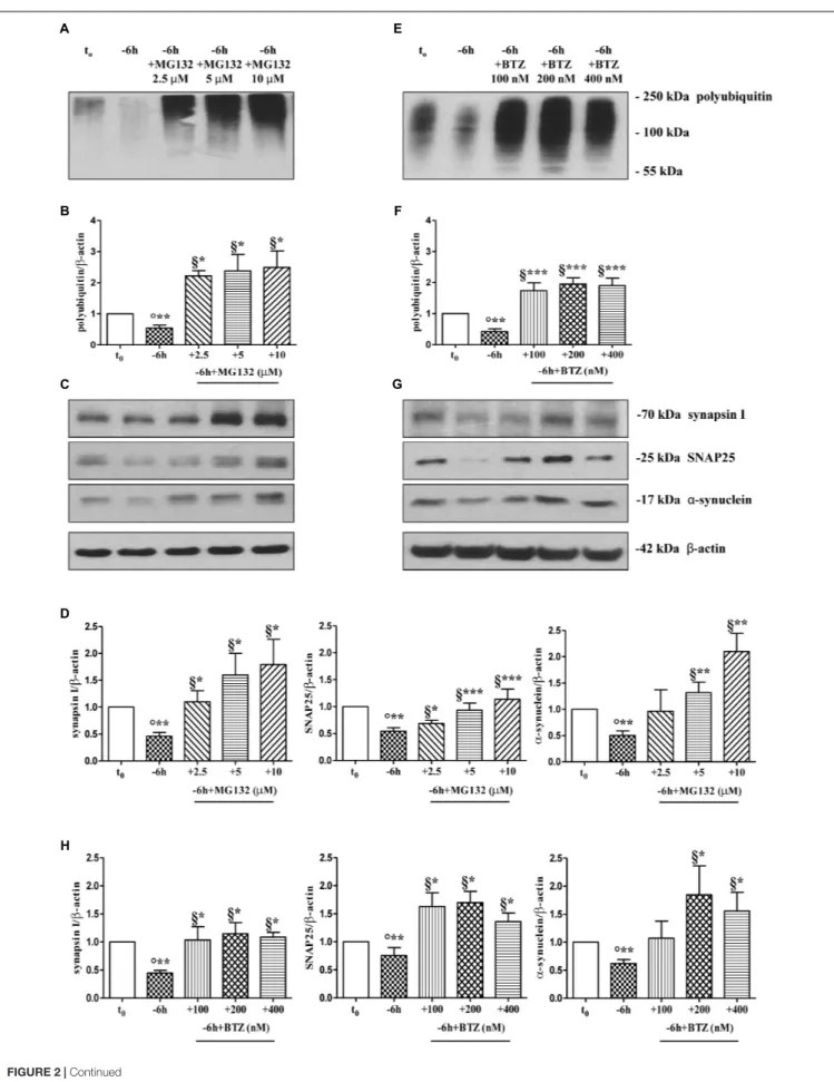 FIGURE 2 | Continued