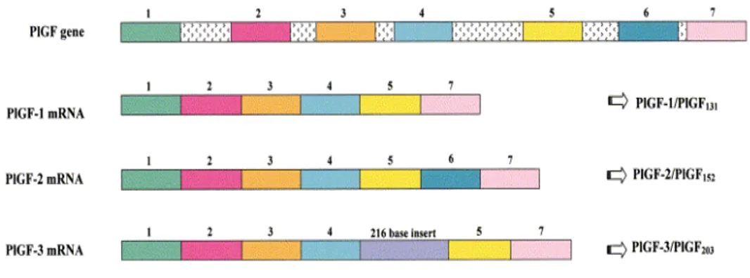 Figure 2. Splicing variants of the human PlGF gene. 