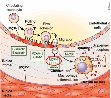 Figura 1.1 – Eventi che conducono alla formazione della stria lipidica: l’attivazione delle cellule endoteliali con  l’esposizione di molecole di adesione e la produzione di fattori chemiotattici; il reclutamento, l’adesione e la  migrazione dei monociti a