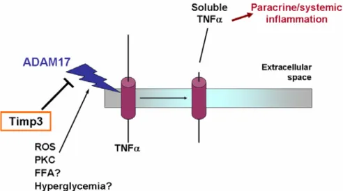 Figura 1.2 – Meccanismo d’azione di TACE/ADAM17 ed del suo inibitore TIMP3. Stimoli quali l’iperglicemia e lo  stress ossidativo, attivano l’enzima TACE/ADAM17 che determina la proteolisi di molecole di membrana, come  ad esempio il pro-TNFα, con il rilasc