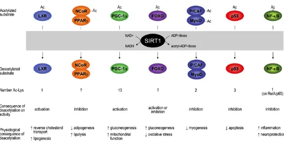 Figura 1.3 – Meccanismo d’azione della deacetilasi SirT1 e i suoi vari substrati, fra cui LXR, PPARγ, PGC1α,  FoxO1, p53 e NF-κB