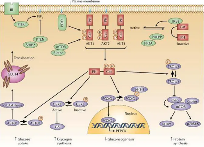 Figura 5.  Via di trasduzione del segnale insulinico PI3K-dipendente.  PI3K produce PIP 3