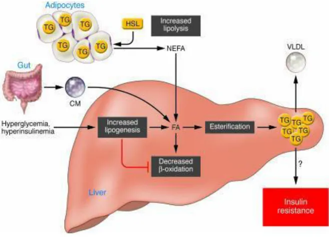 Figura  9.    Meccanismi  d’induzione  della  steatosi  epatica.  Differenti  fonti  di  FFA  contribuiscono  all’induzione  della  steatosi  epatica