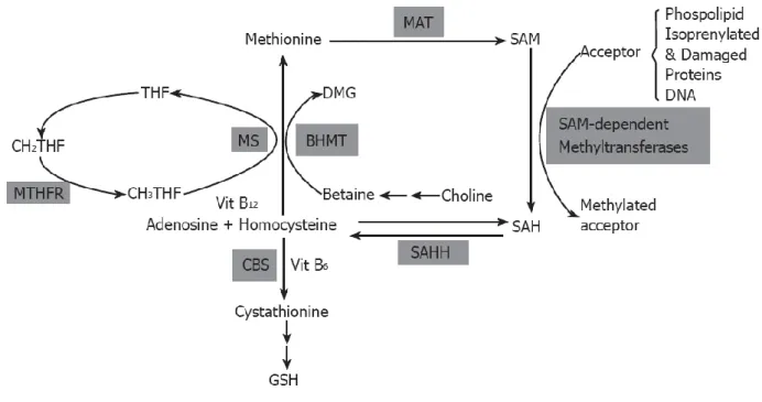 Figura  14.    Metabolismo  della  metionina  nel fegato.  MS,  methionine  synthase;  MTHFR,  5,  10  methylene  tetrahydrofolate  reductase;  BHMT,  betaine-homocysteine  methyltransferase; 