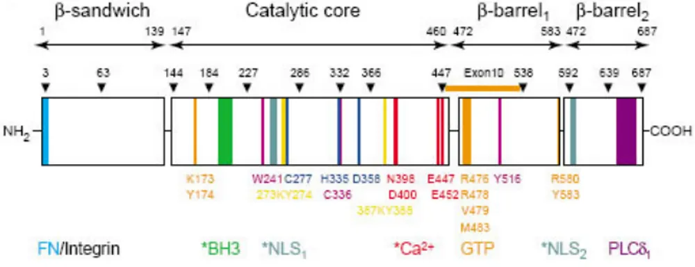 Figure 2. The four structural domains  are  indicated by  arrows with amino  acid positions  (top)